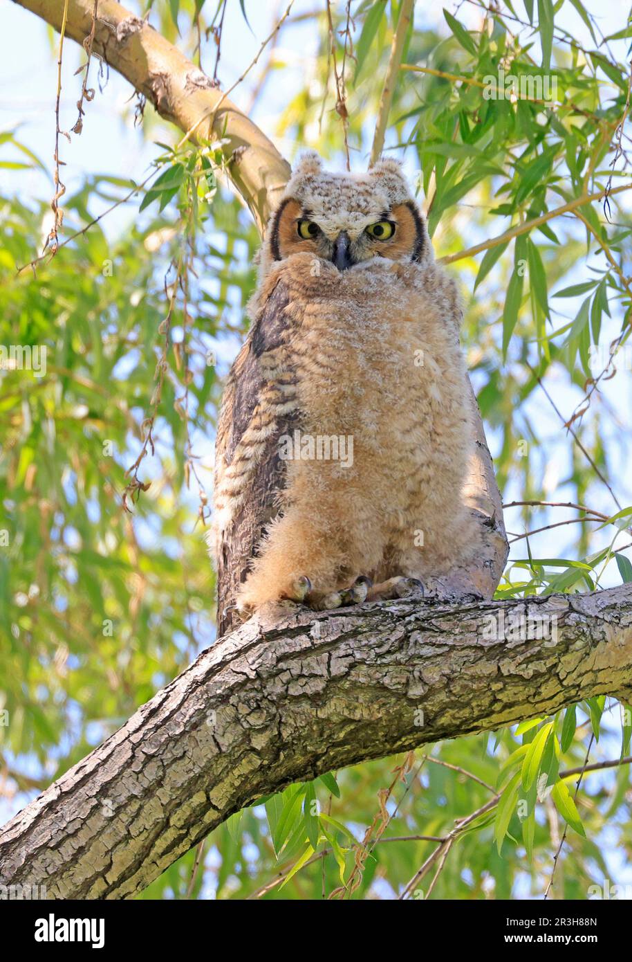 Cucciolo di gufo corno arroccato su un ramo d'albero nella foresta, Quebec, Canada Foto Stock