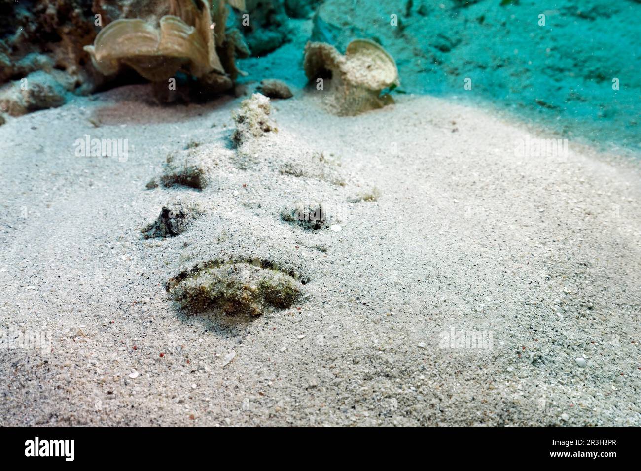 Pietra corallina (Synanceia verrucosa), molto velenoso, mimetizzazione artista, sepolto nella sabbia, mimetizzazione nel gund sabbioso, in agguato per preda, Sulu Foto Stock