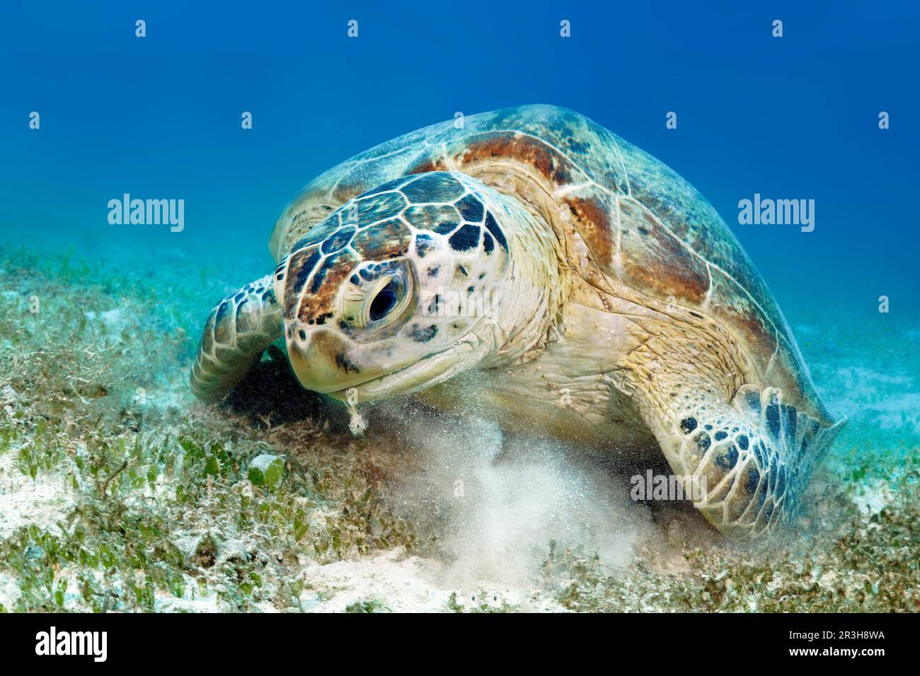 Tartaruga verde (Chelonia mydas) o tartaruga verde dalla parte anteriore, alimentazione, mangiare, prato di mare di Seagrass, mare di Sulu, Oceano Pacifico, Palawan, Calamian Foto Stock