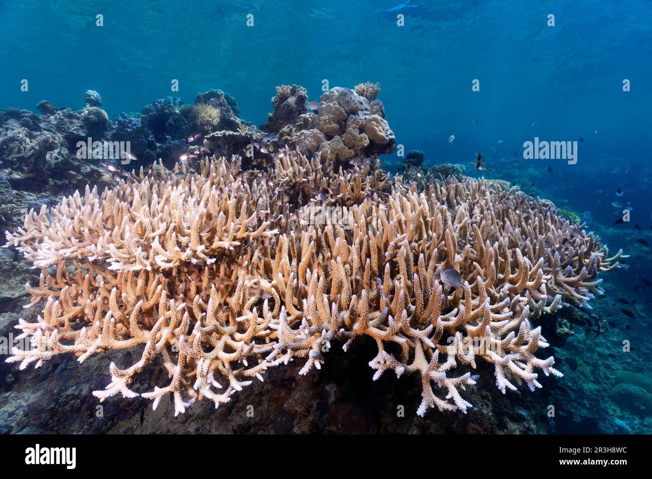 Corallo di pietra di polipo piccolo (Acropora hoeksemai), mare di Sulu, Oceano Pacifico, Palawan, Isole Calamie, Filippine Foto Stock