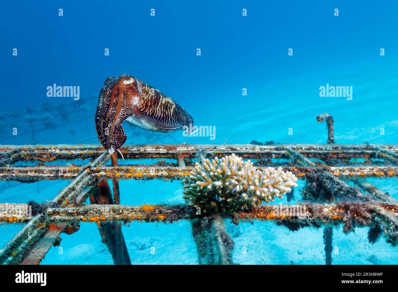 Seppia a braccio largo o seppie a braccio largo (Sepia latimanus) attraverso la costruzione di metallo per l'allevamento, la coltivazione, la propagazione, la moltiplicazione della pietra Foto Stock