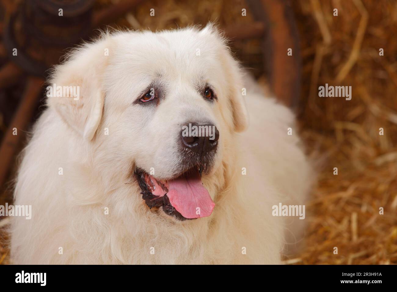 Pyrenean Mountain Dog, maschio, 9 anni, vecchio cane Foto Stock