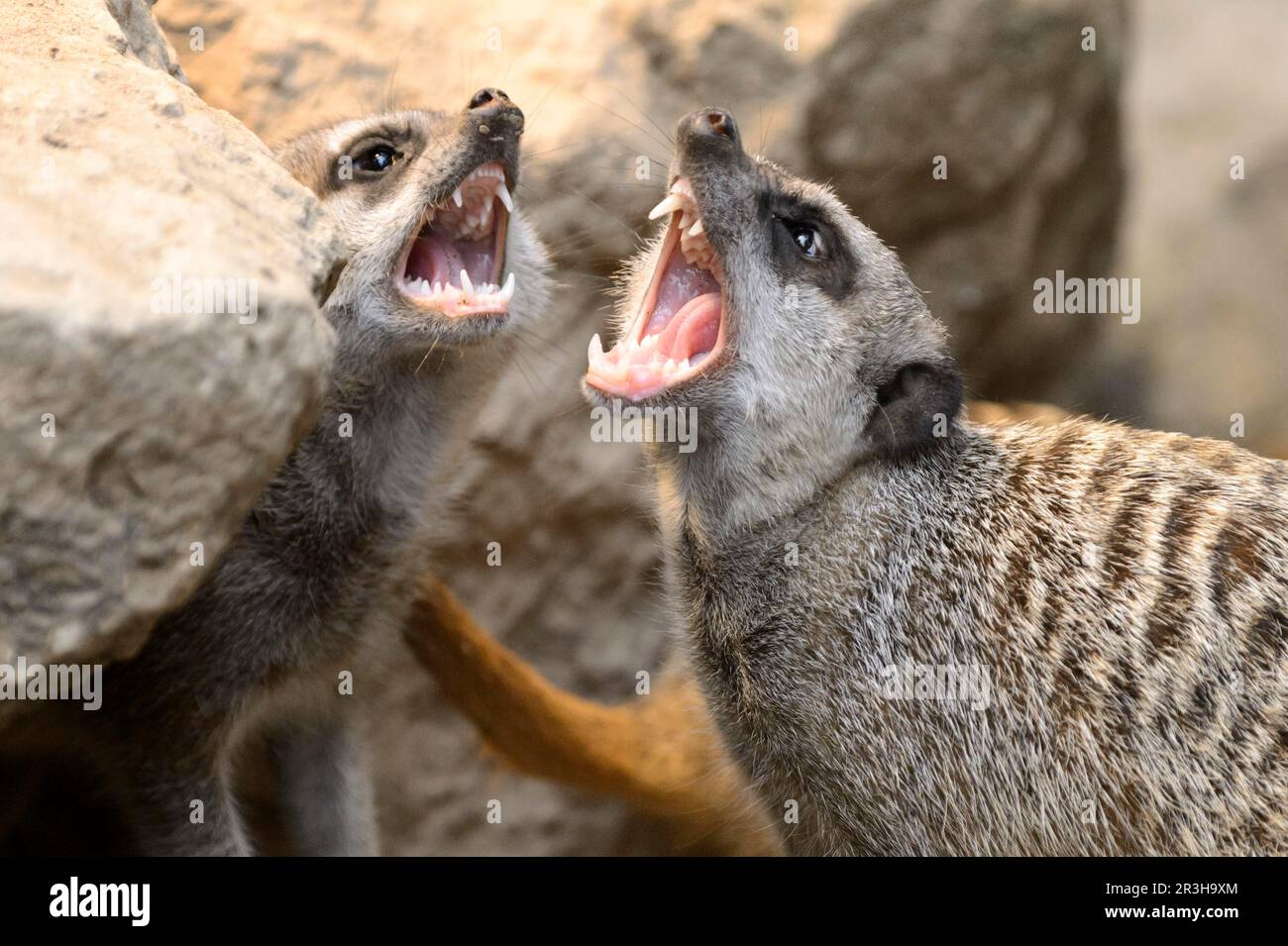 Meerkat, Suricate suricatta, captive, Germania Foto Stock