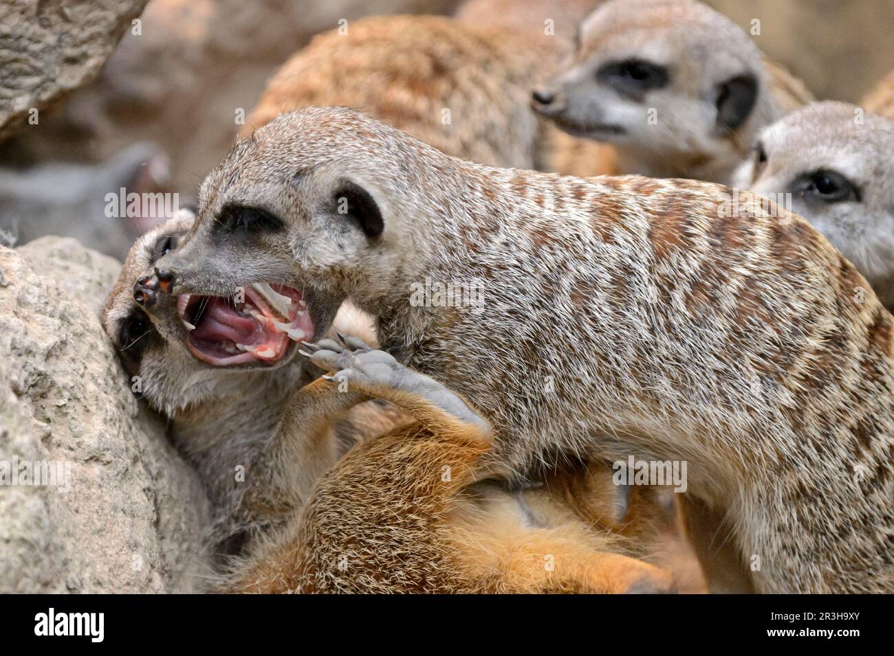 Meerkat, Suricate suricatta, captive, Germania Foto Stock