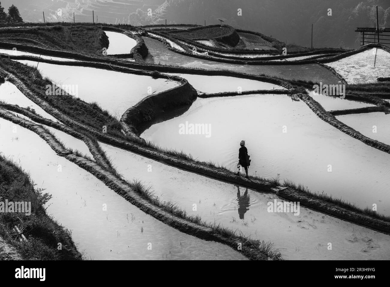 Un coltivatore lavora in risaie sulle montagne Foto Stock