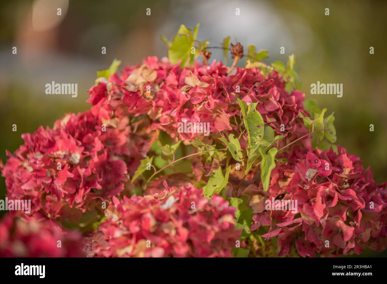 I fiori delle ortensie Foto Stock