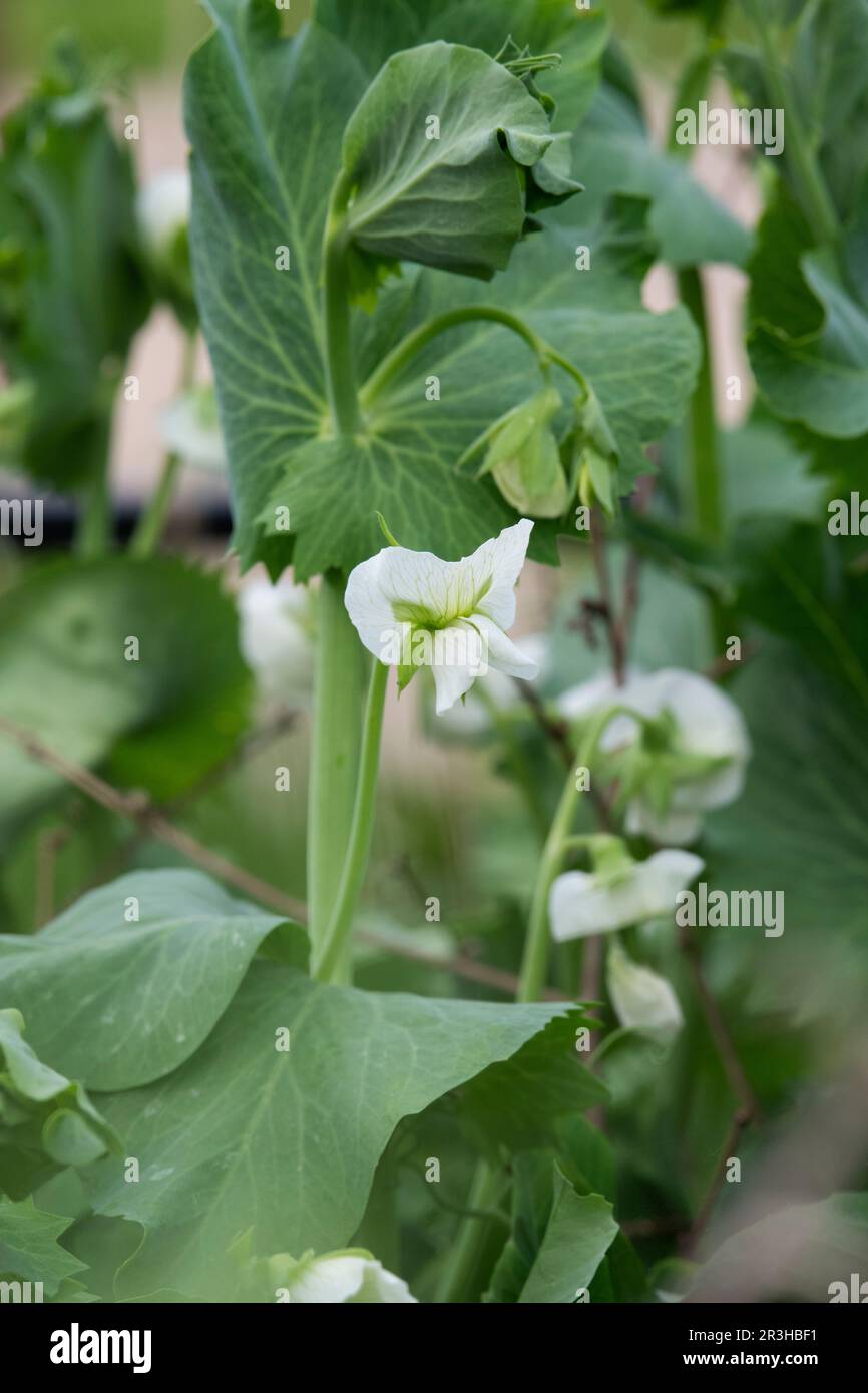 Pisum sativum 'Nairobi'. Fiore di pisello Foto Stock