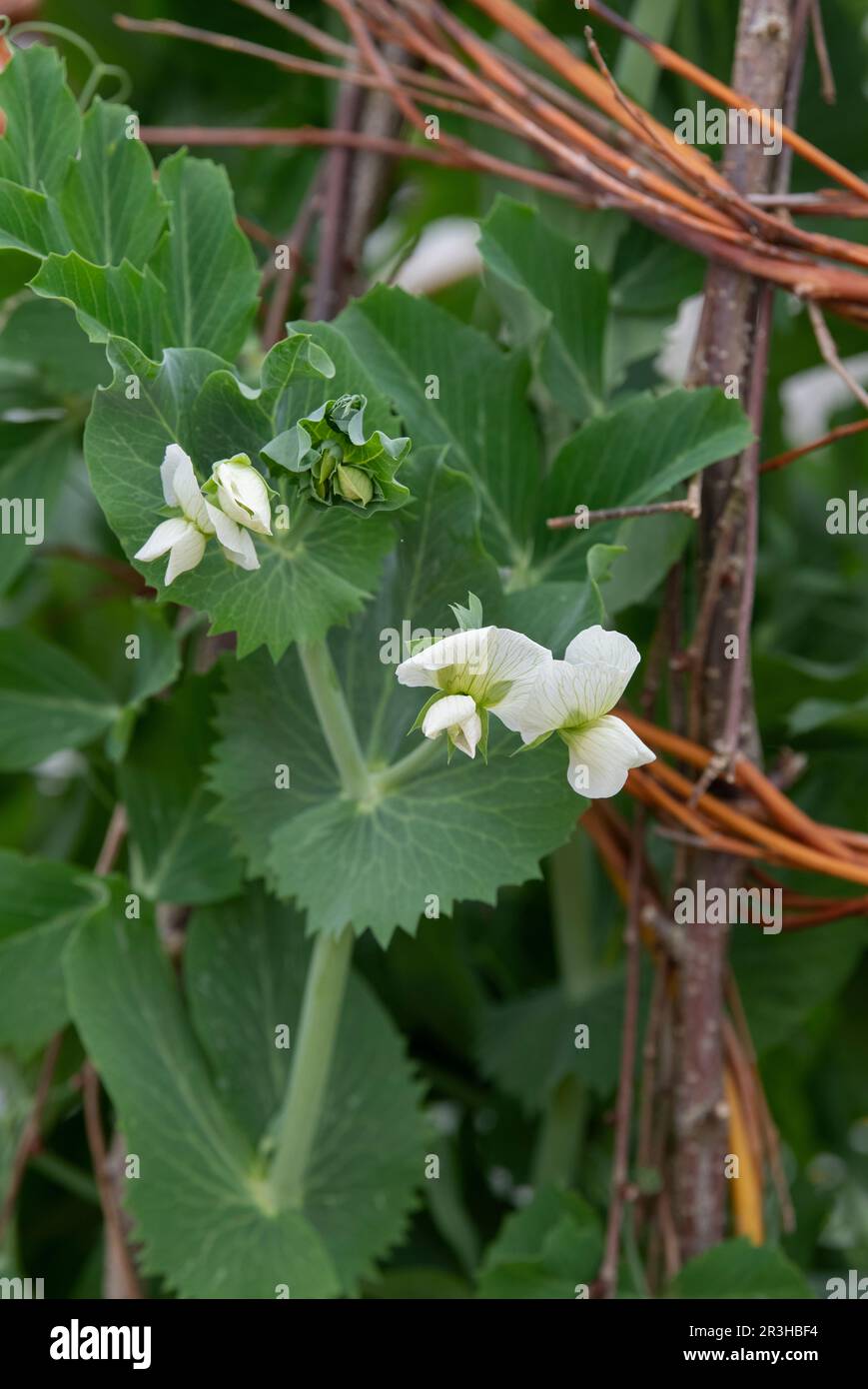 Pisum sativum 'Nairobi'. Fiore di pisello Foto Stock