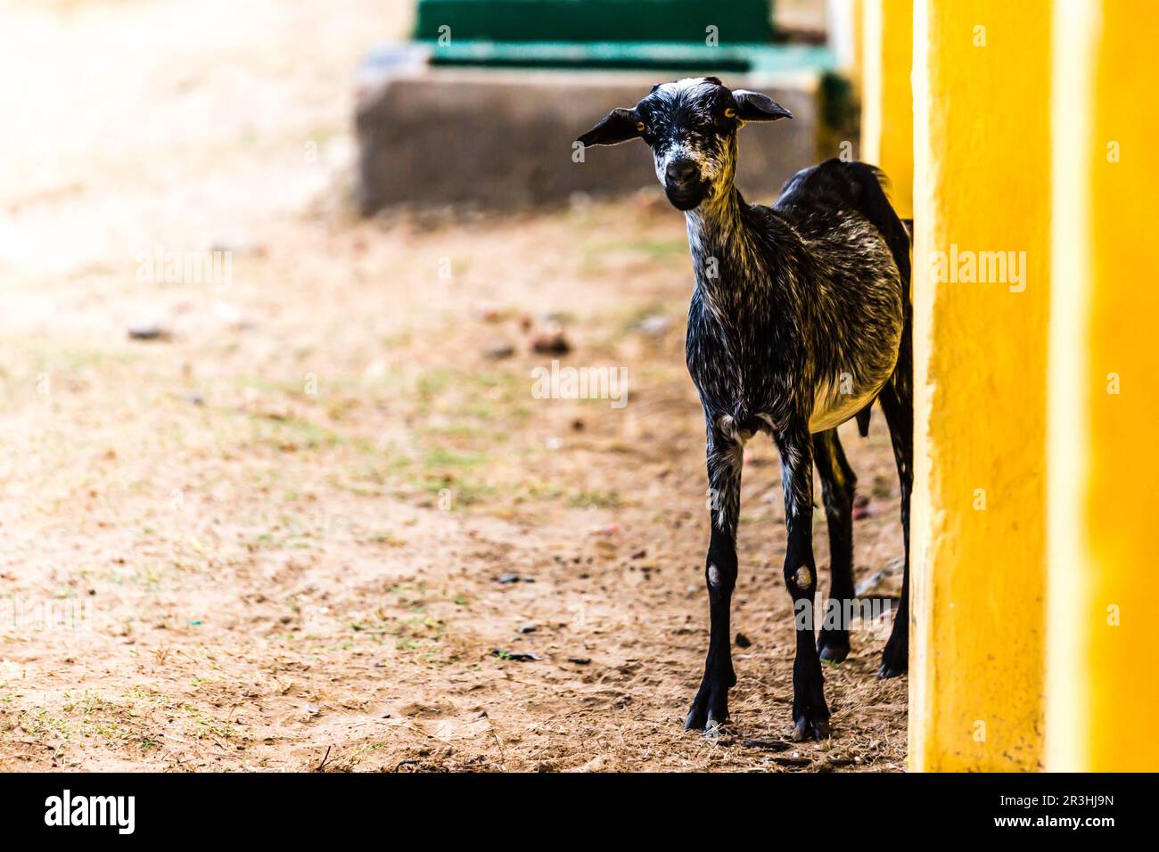 Foto e immagini ad alta definizione di una capra indiana. immagini della vista frontale di una capra marrone. Foto Stock