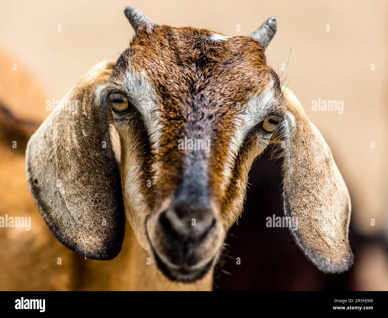 Foto in brodo di capra ad alta risoluzione, vista frontale, tinta marrone. Foto Stock