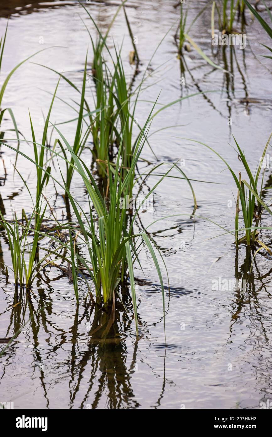 Piante d'acqua mais cane erba accanto al fiume. Typha latifolia è anche noto come bulrush di fiori di canna. Foto Stock