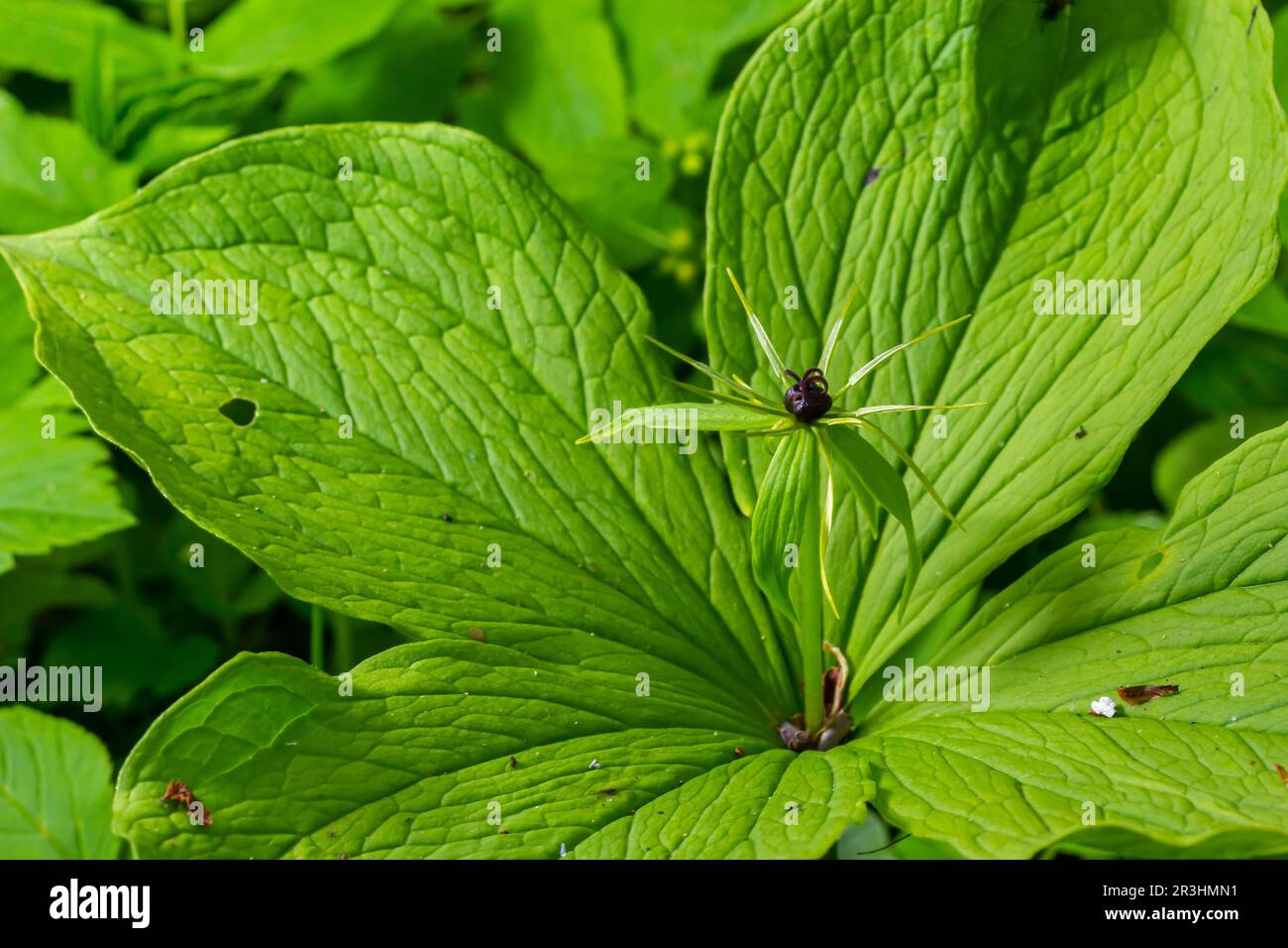 Quadrifolia di Parigi. Fiore primo piano della pianta velenosa, erba-parigi o il nodo dei veri amanti. Fioritura erba Parigi. Occhio di corvo o occhio di corvo, poiso Foto Stock