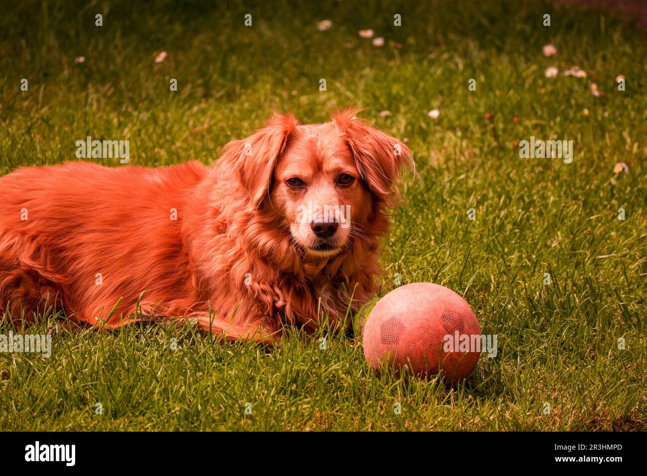 Un giocoso Golden Retriever Corgi mix con la sua amata palla Foto Stock