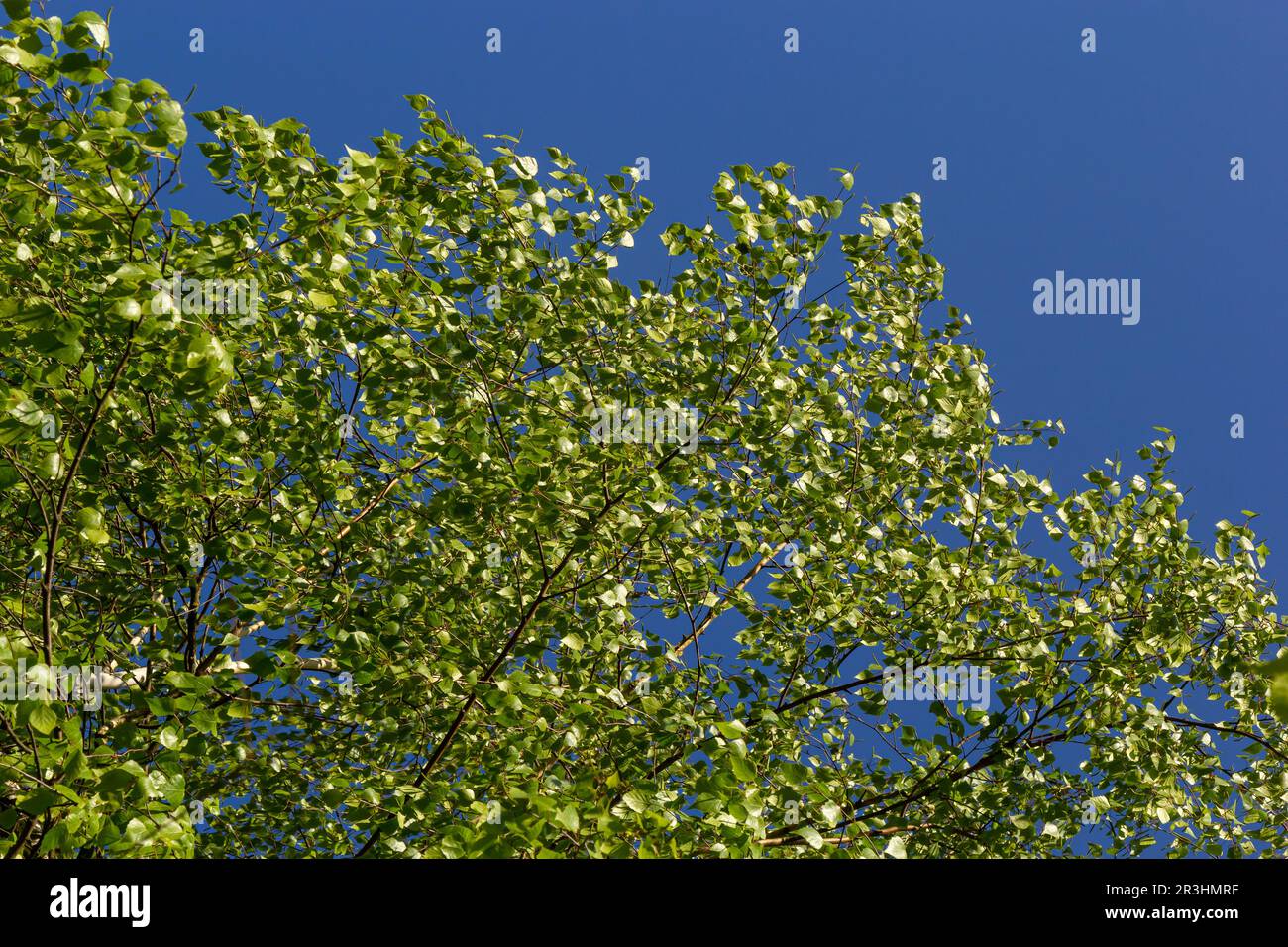 foglie di primavera verde su un ramo. foglie di betulla. rami di betulla, albero nel parco, stagione primaverile. foglie giovani in natura. sfondo forestale, primo piano. p Foto Stock