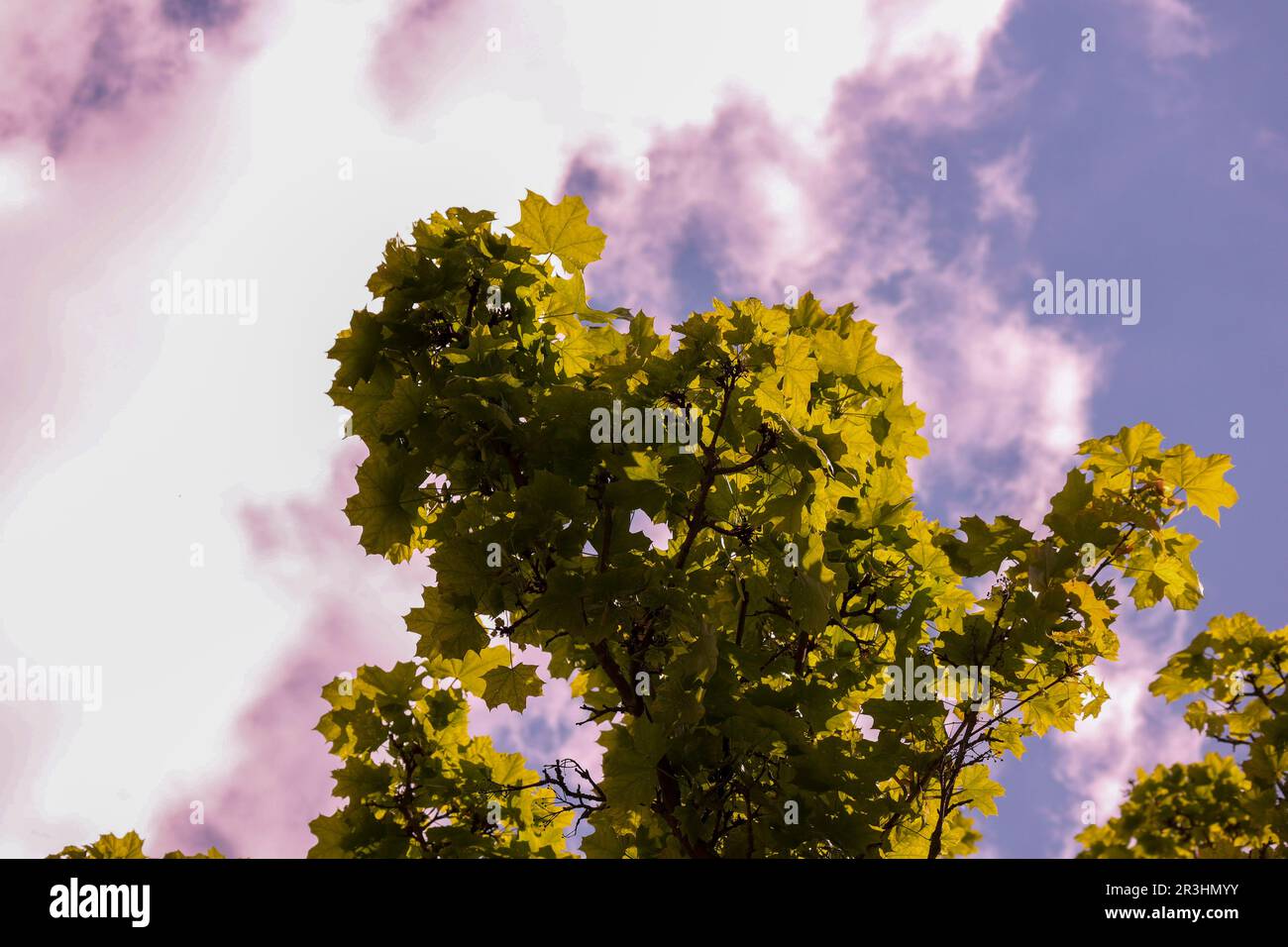 Arazzo di verde: Piccoli alberi sereni sotto il cielo blu e le nuvole soffici Foto Stock