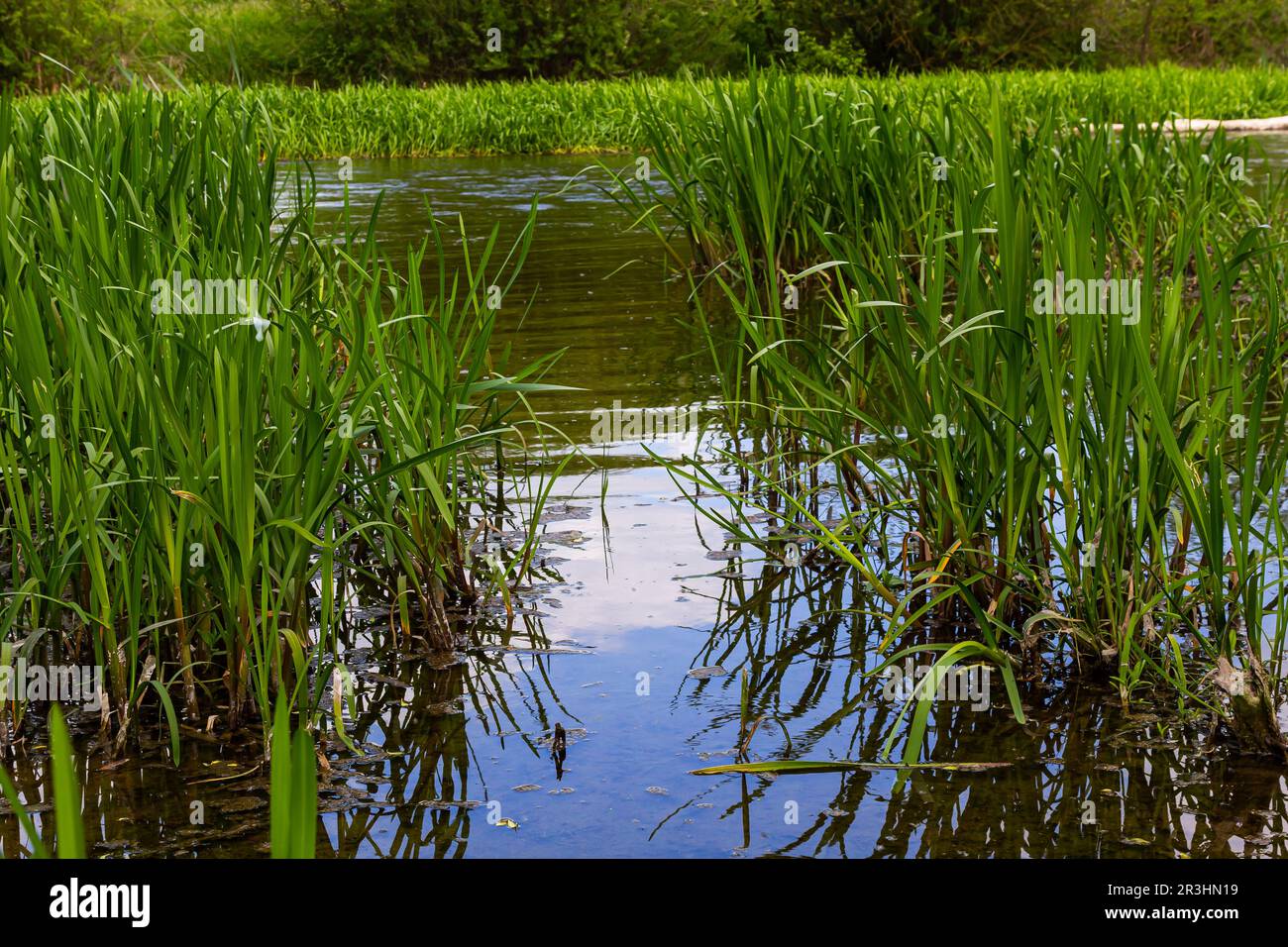 Piante d'acqua mais cane erba accanto al fiume. Typha latifolia è anche noto come bulrush di fiori di canna. Foto Stock