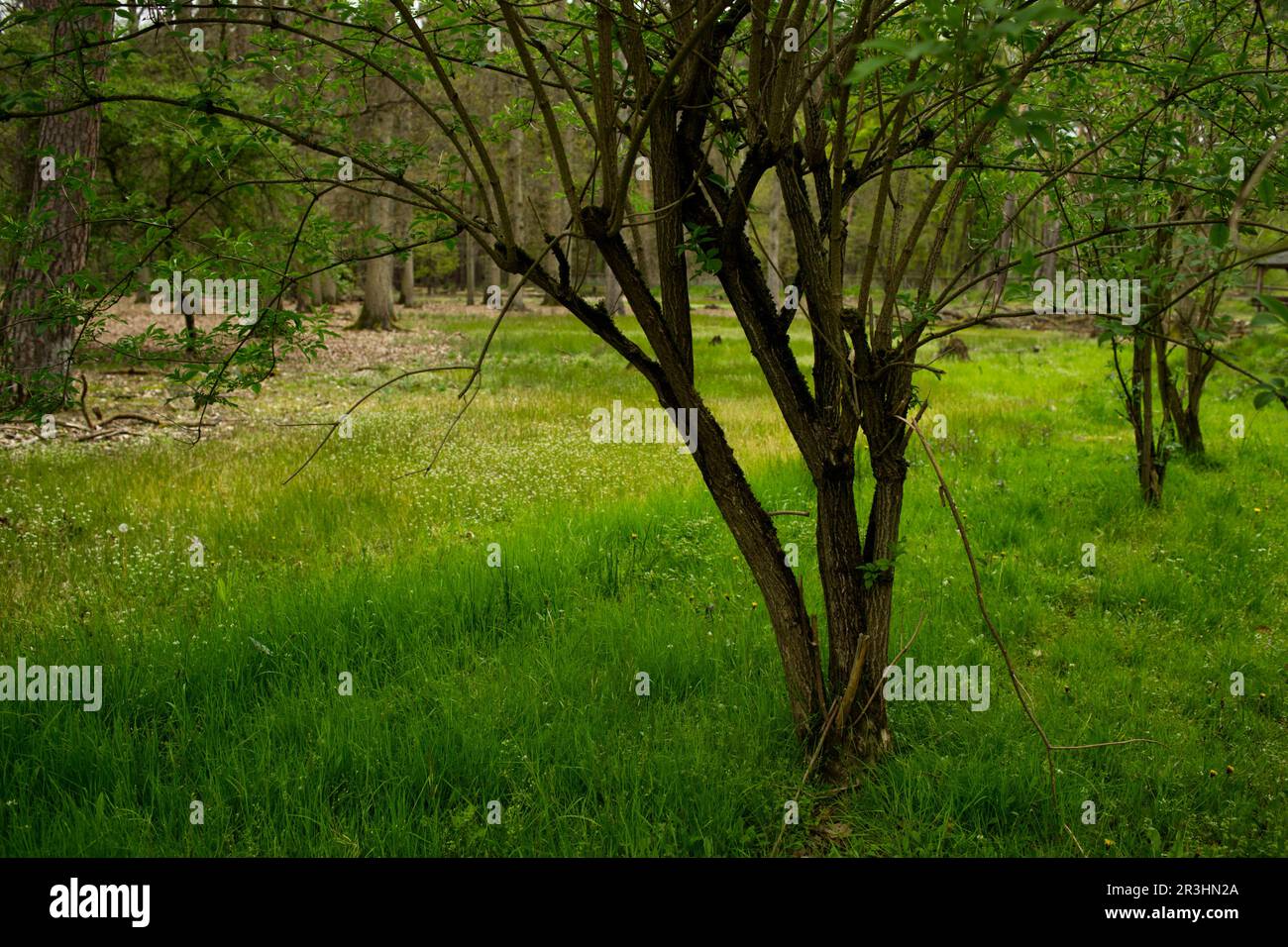Un prato verdeggiante con una striscia più leggera e alcuni cespugli gnarled che crescono ai margini di una foresta Foto Stock