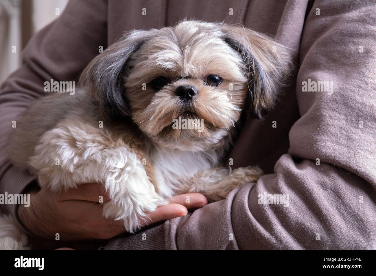 foto di una piccola razza di cane seduto tra le braccia di un uomo e guardando la macchina fotografica Foto Stock