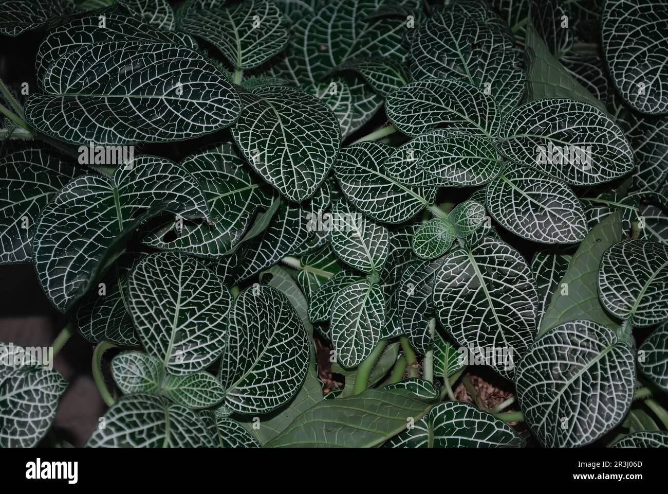 Un mazzo di foglie verdi scure di Fittonia Verschaffeltii Lem pianta Foto Stock
