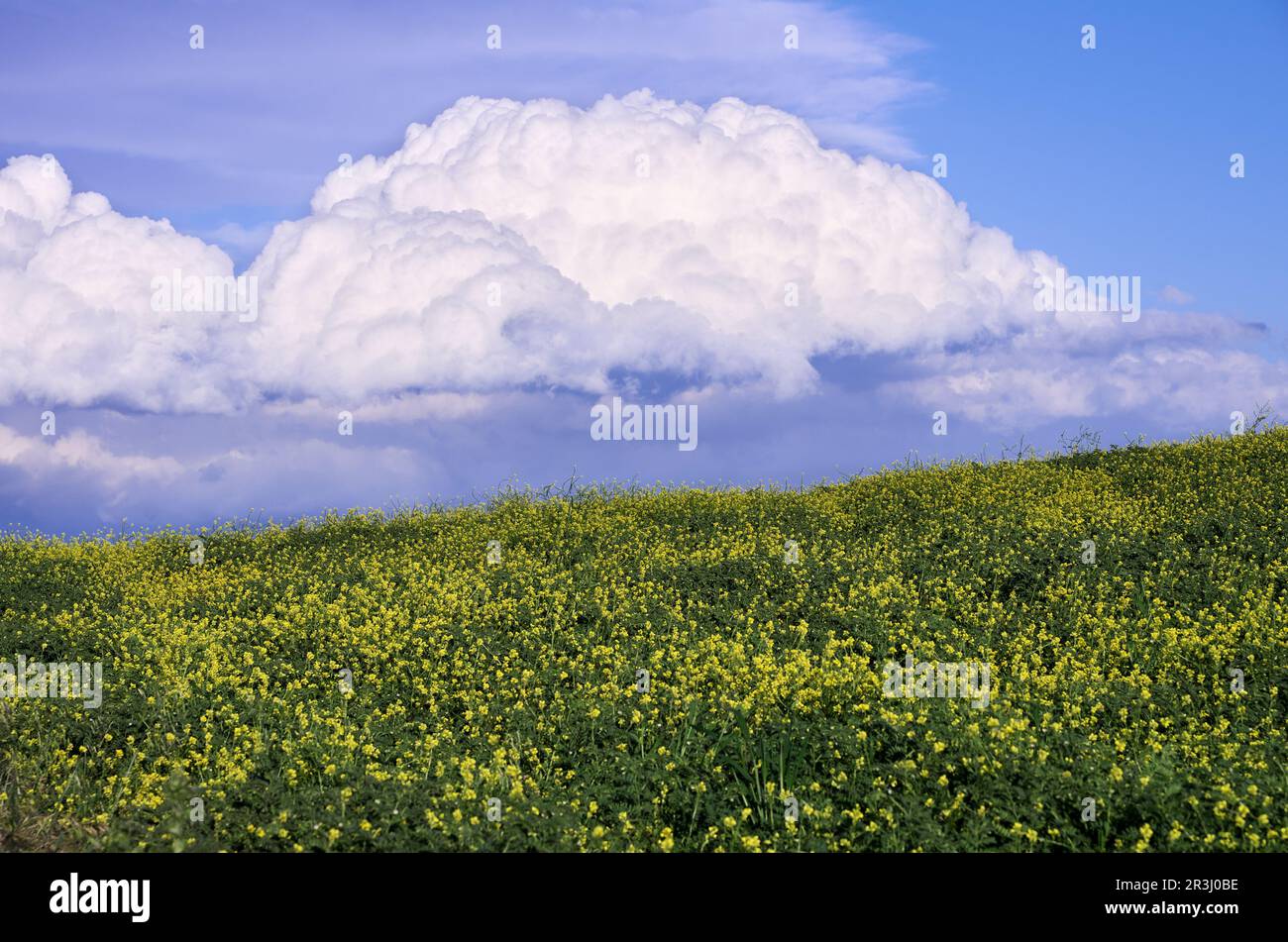 Paesaggio di primavera siciliano con fiori gialli e nuvole di cumuli all'orizzonte, Italia Foto Stock