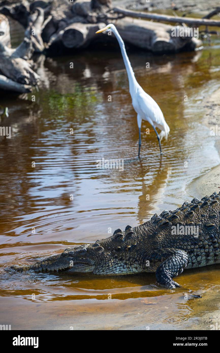 Crocodylus Acutus, Crocodile, Laguna Ventanilla, Oaxaca, Messico Foto Stock