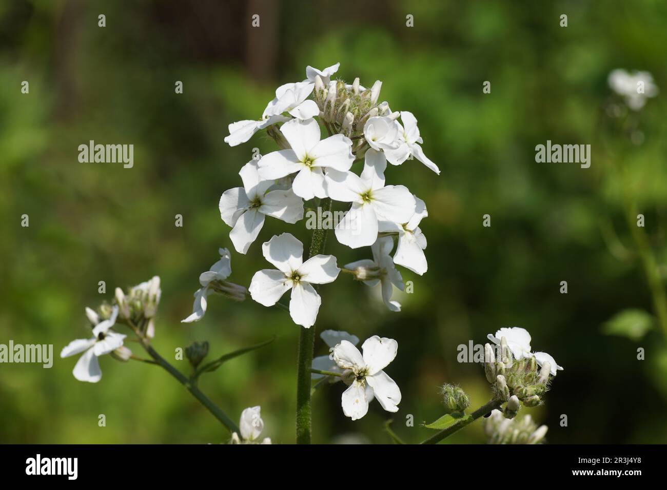 Primo piano fiori bianchi del razzo di dame (Hesperis matronalis Alba), famiglia Brassicaceae. Sfocato giardino olandese sullo sfondo. Primavera, maggio, Foto Stock