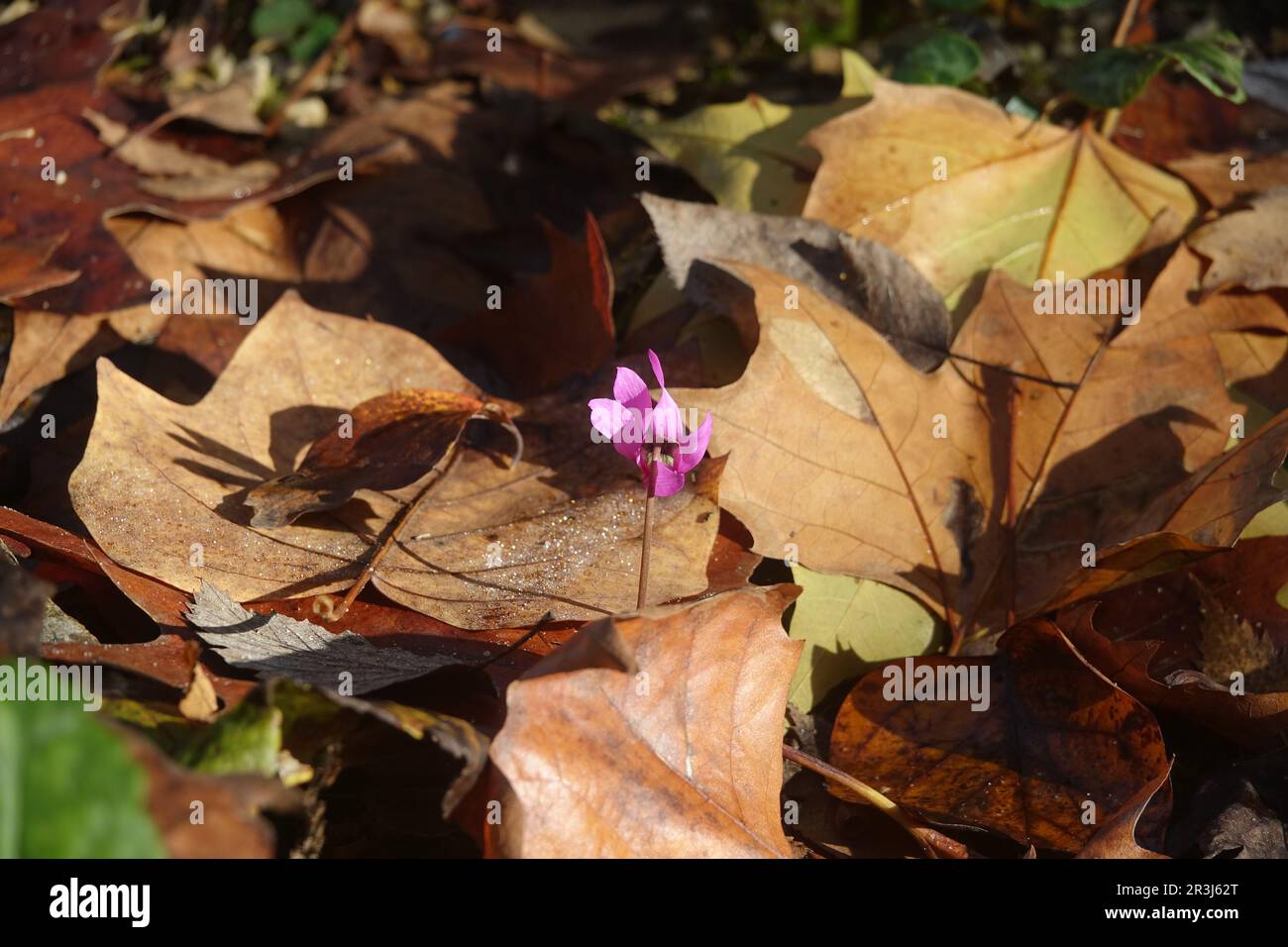 Ciclamino ederifolio, viola persiano selvatica di lievito avido Foto Stock