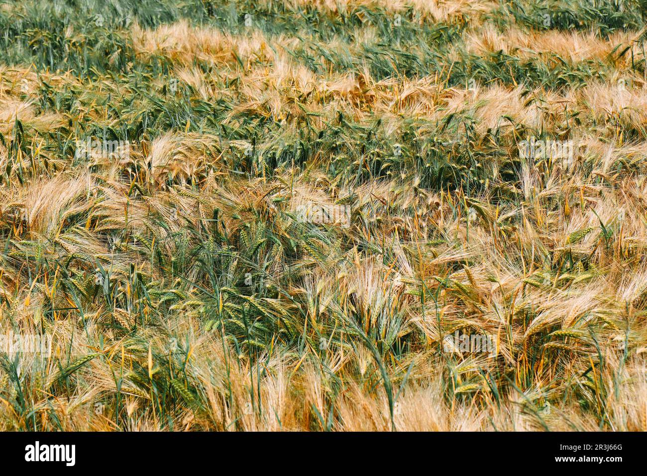 Campo di triticale Foto Stock