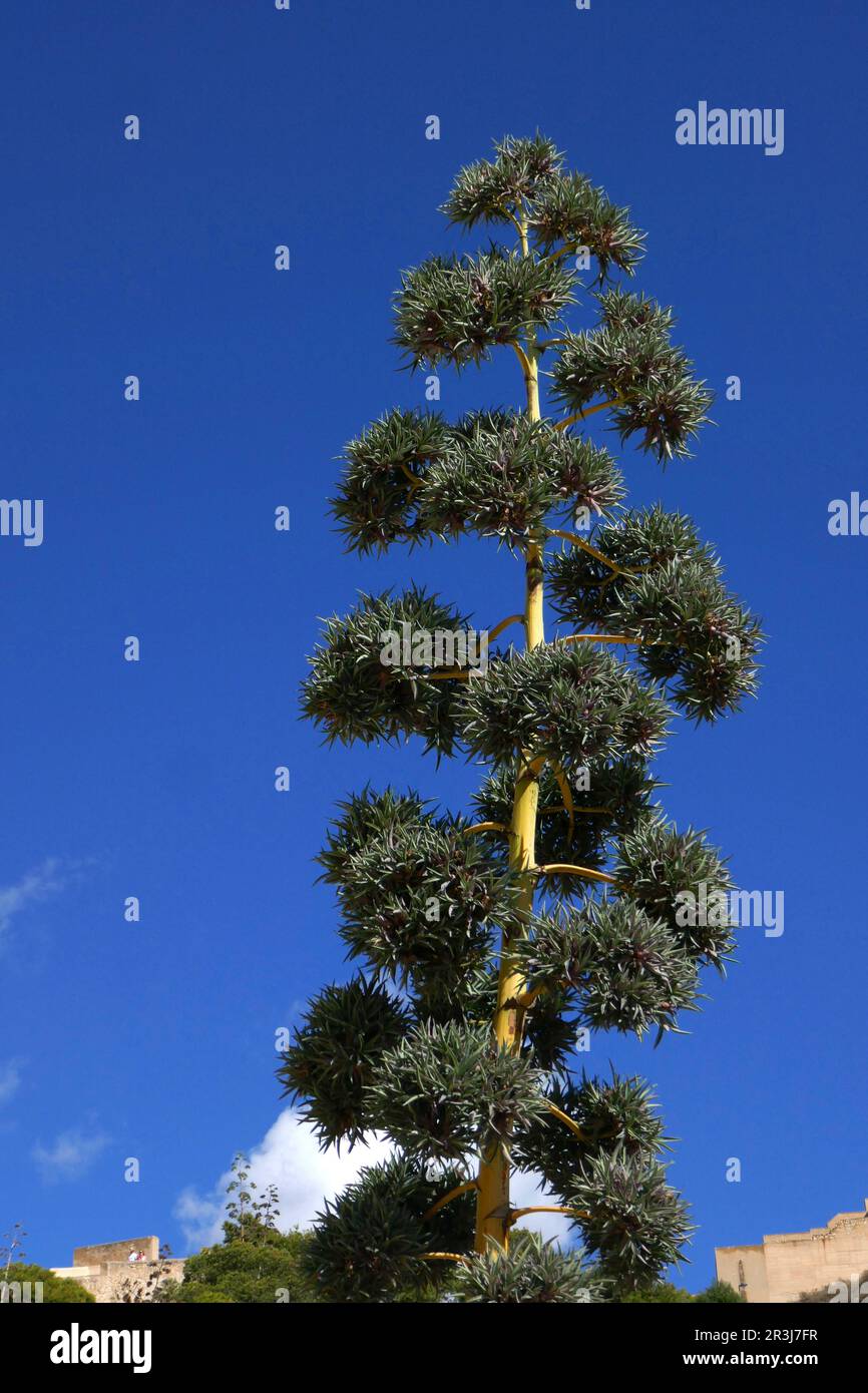 Agave vivipara Foto Stock