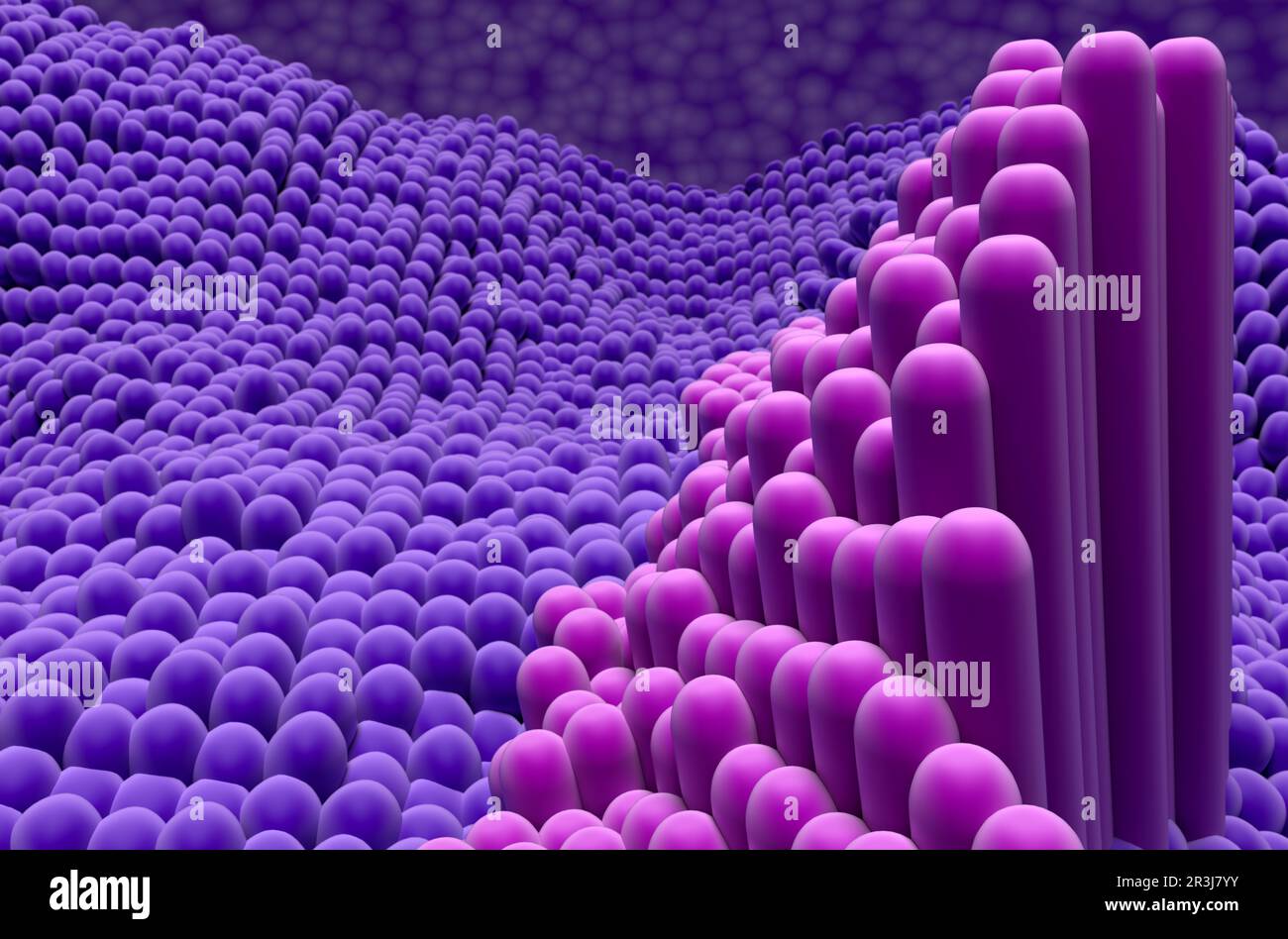 Struttura dei tendini nel corpo umano - 3D illustrazione vista primo piano Foto Stock