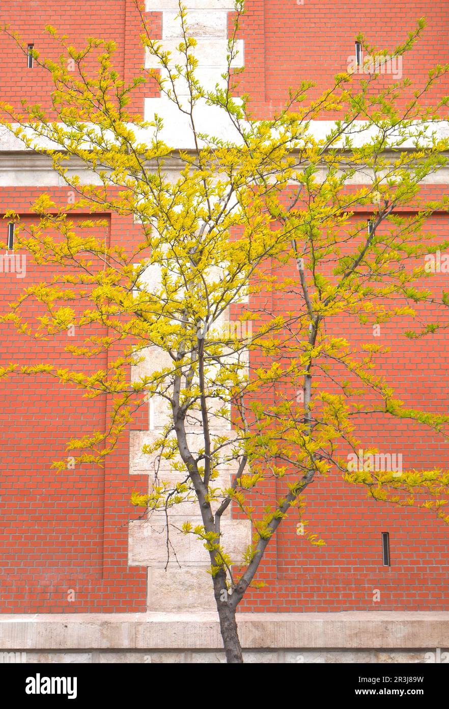 Mura fortificate del quartiere del Castello, con un albero di fronte, Budapest, Ungheria Foto Stock