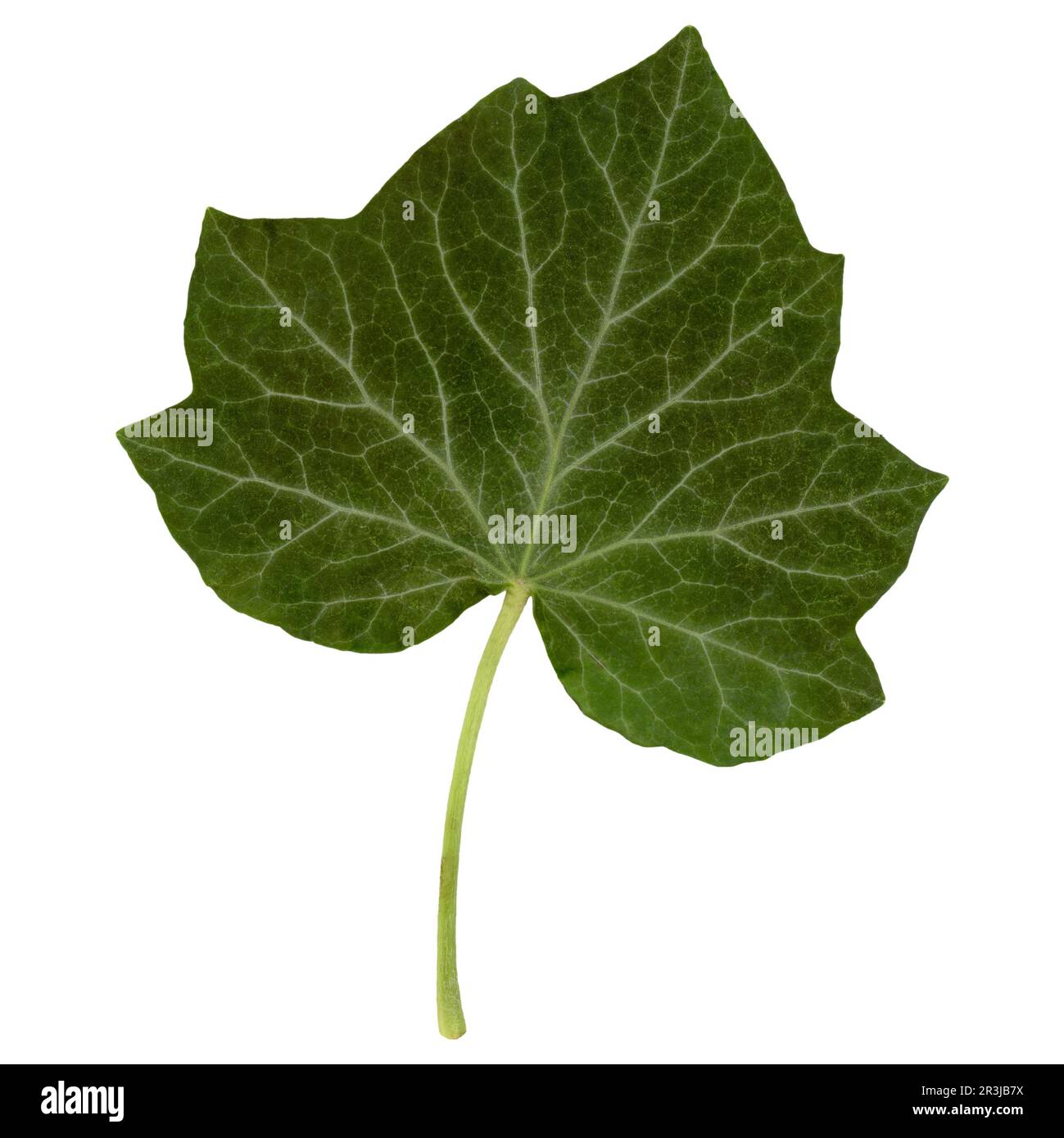 Foglia di Ivy isolato su bianco Foto Stock