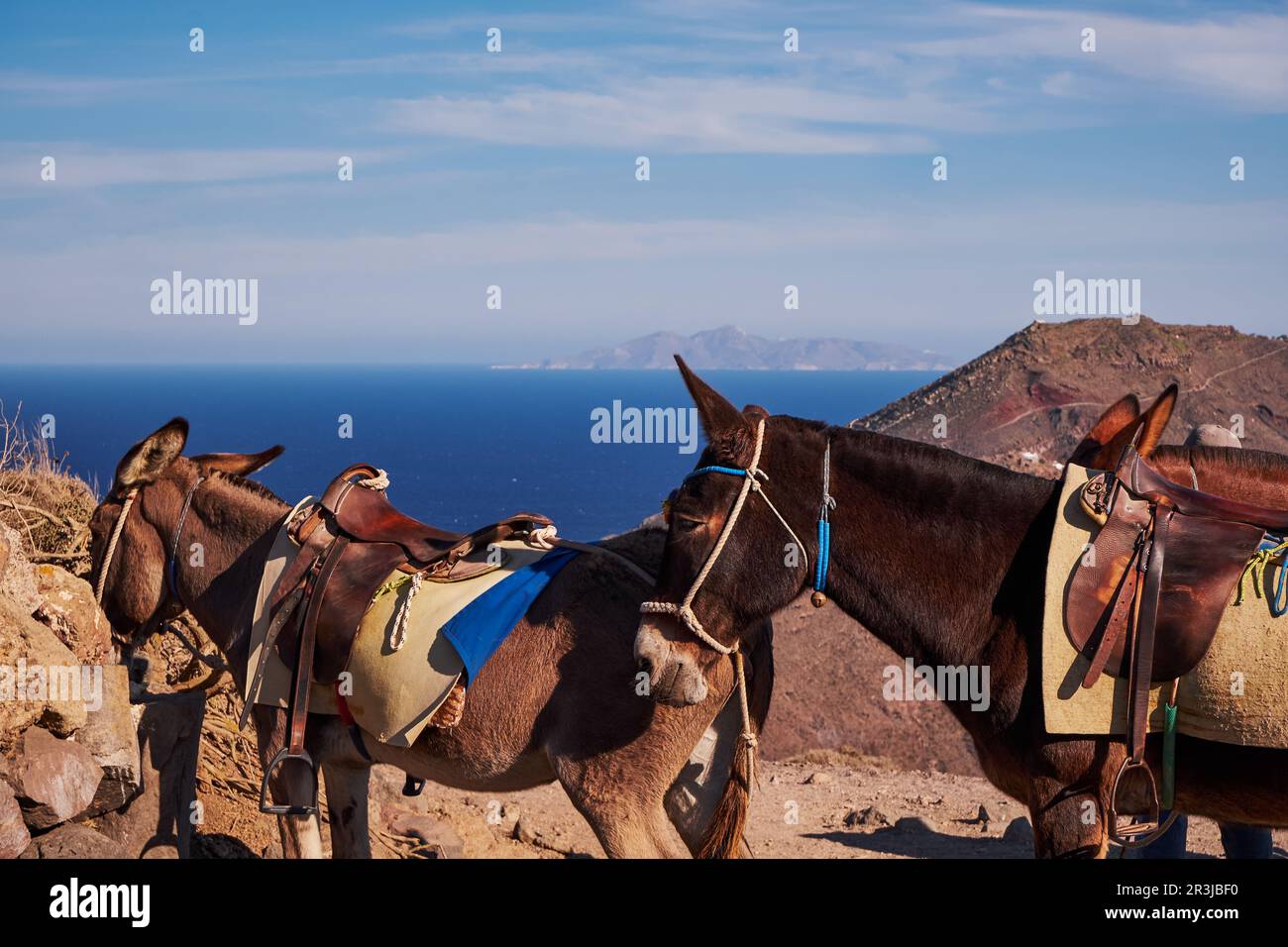 Asini marroni nel sentiero escursionistico Fira a Oia - Isola di Santorini, Grecia Foto Stock