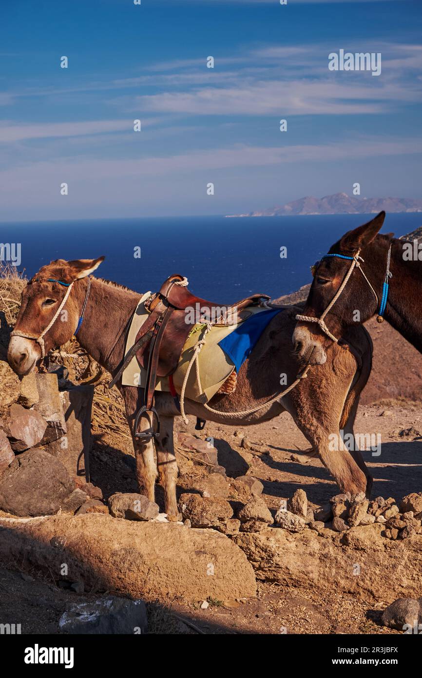 Asini marroni nel sentiero escursionistico Fira a Oia - Isola di Santorini, Grecia Foto Stock