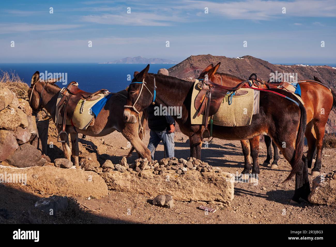 Asini marroni nel sentiero escursionistico Fira a Oia - Isola di Santorini, Grecia Foto Stock