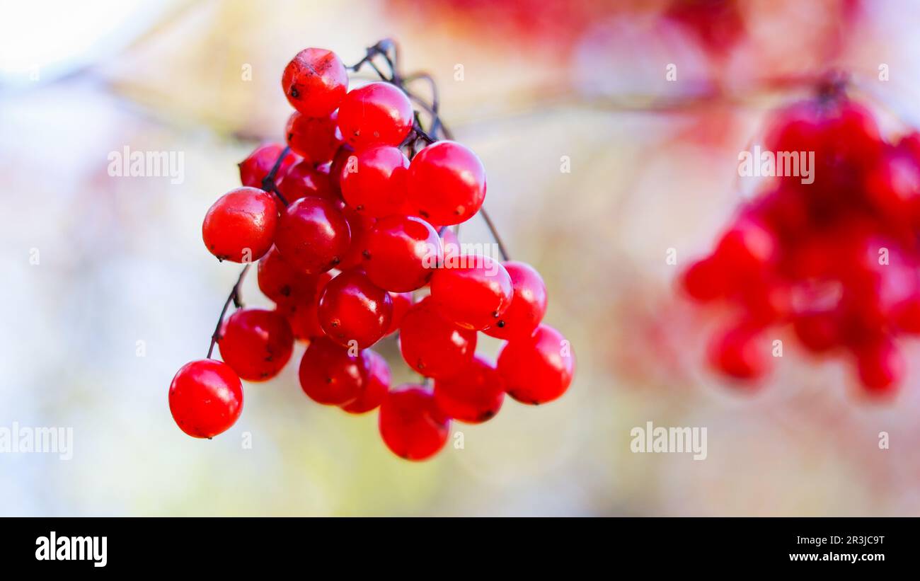 Bacche di viburnum rosso sui rami nel giardino. Sfondo autunnale sfocato Foto Stock