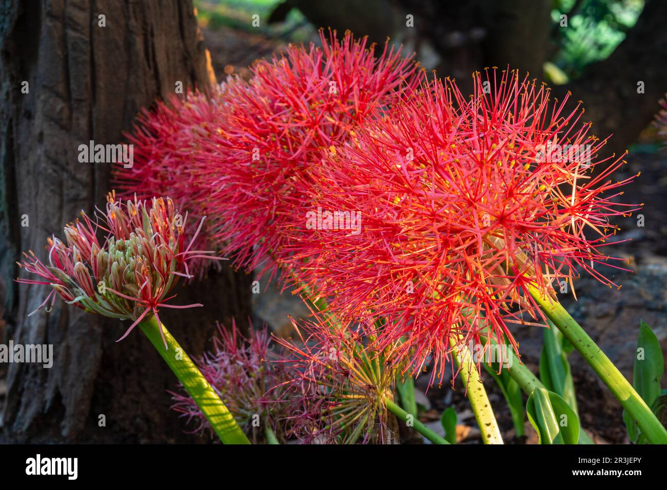 Vista in primo piano dei fiori rossi arancioni luminosi e colorati del giglio di sangue o dello scadoxus multiforo nel giardino tropicale all'aperto su sfondo naturale Foto Stock