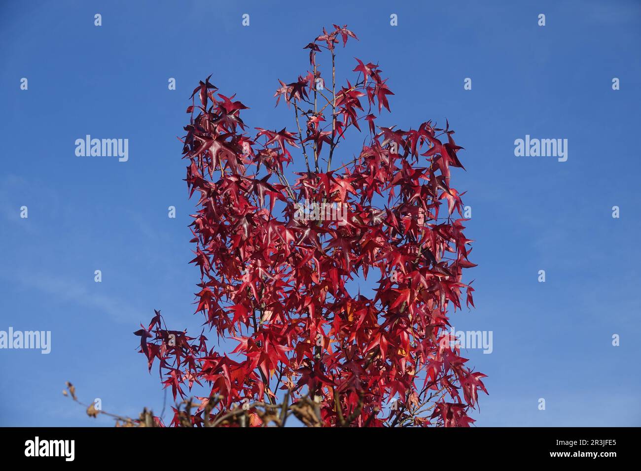 Liquidambar styraciflua, dolcificante americano, foglie autunnali Foto Stock