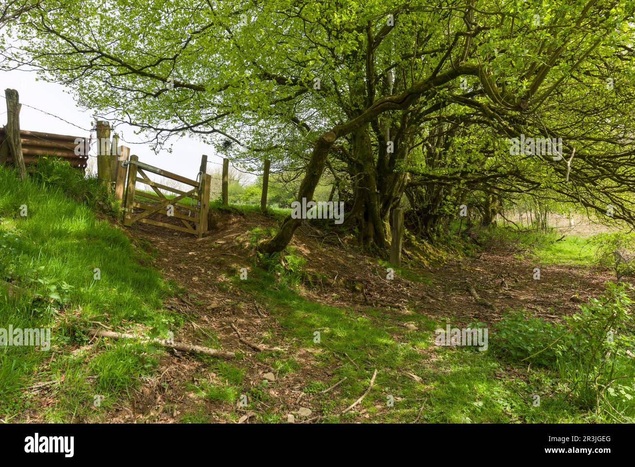 Un cancello sul bordo di un bosco a foglia larga in primavera nelle colline di Brendon vicino Clatworthy, Somerset, Inghilterra. Foto Stock