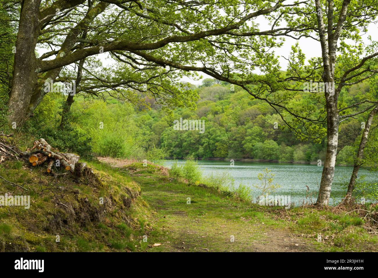 Lago artificiale Clatworthy con Clatworthy Wood Beyond nelle colline di Brendon, Somerset, Inghilterra. Foto Stock