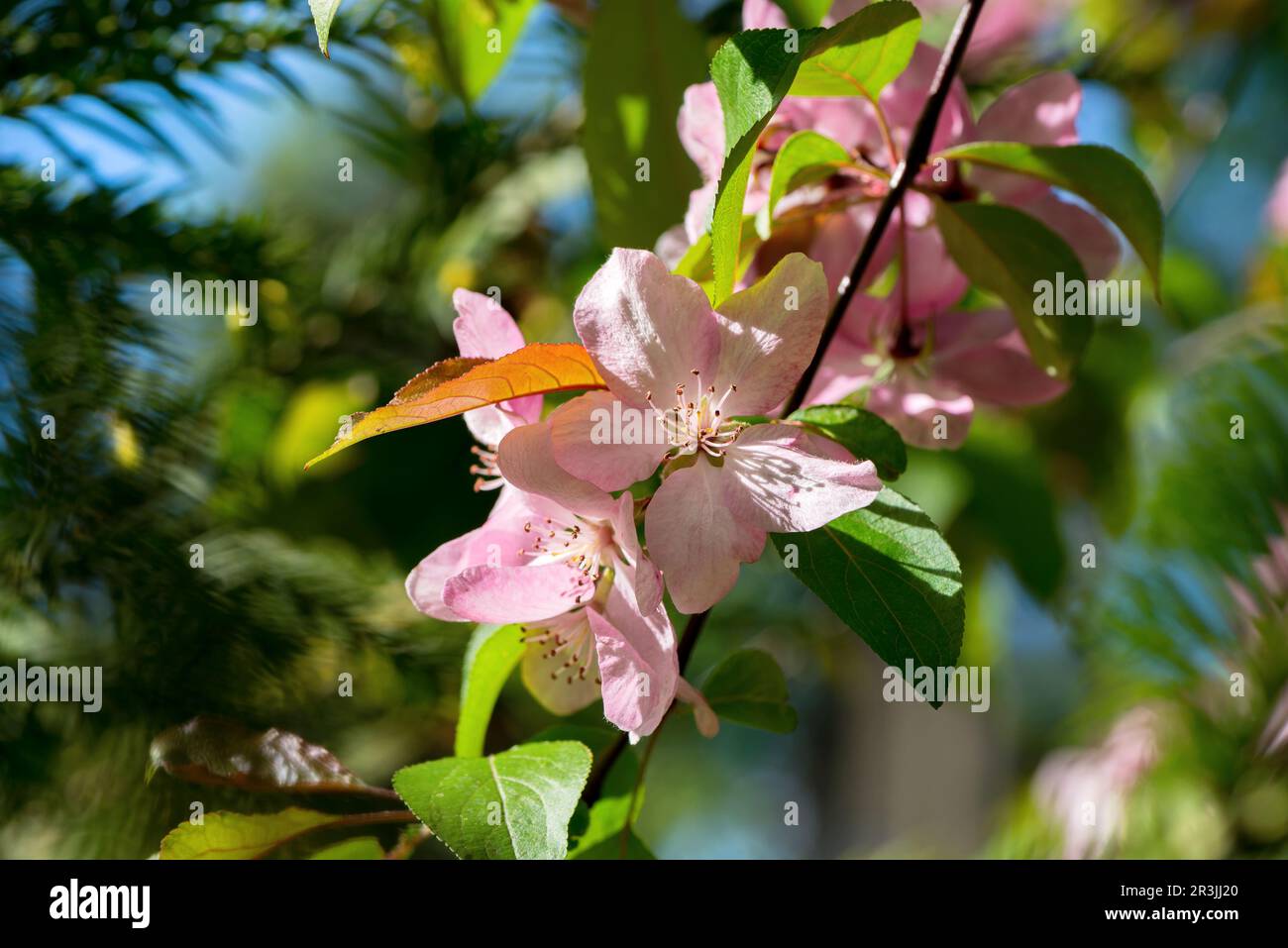 Fiori decorativi dell'albero della mela nel giardino in primavera. Bellissimi fiori rosa di mele decorative alla luce del sole. Primavera floreale sfondo romantico. Foto Stock