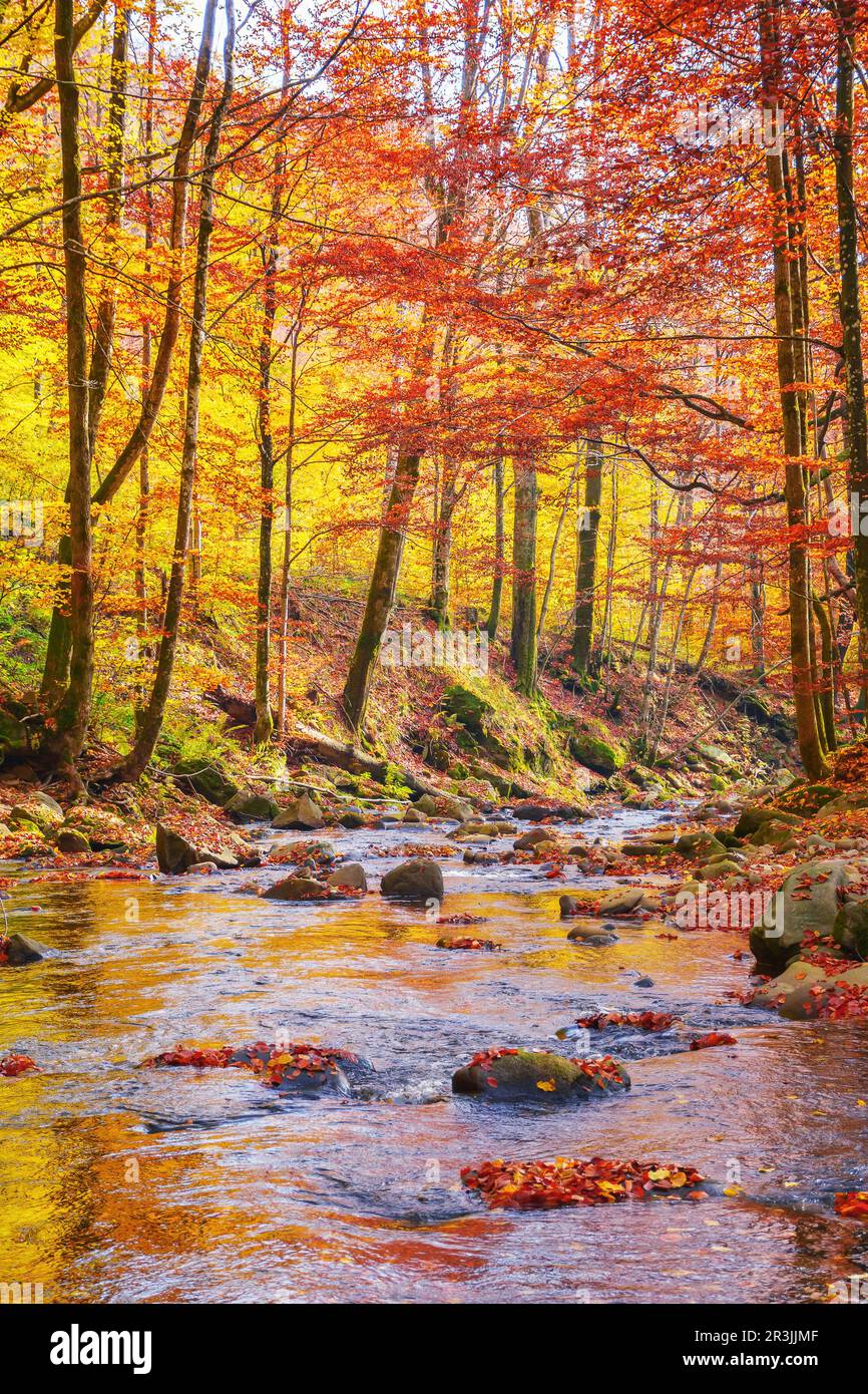 il torrente d'acqua nel parco naturale, il meraviglioso scenario naturale in autunno, gli alberi in un fogliame colorato in una giornata di sole Foto Stock