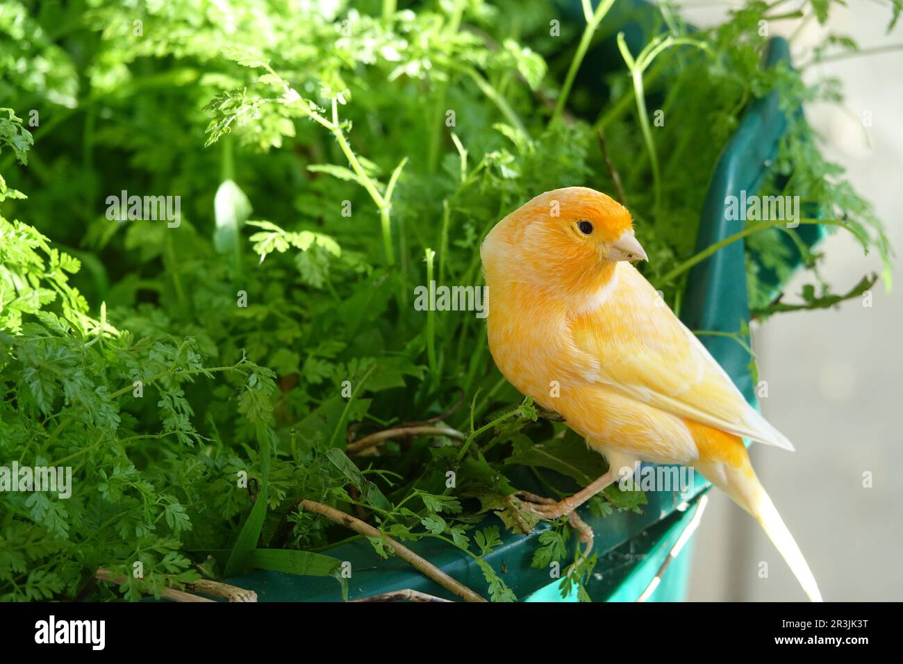 Anthrisco cerefolium, chervil, canarino Foto Stock