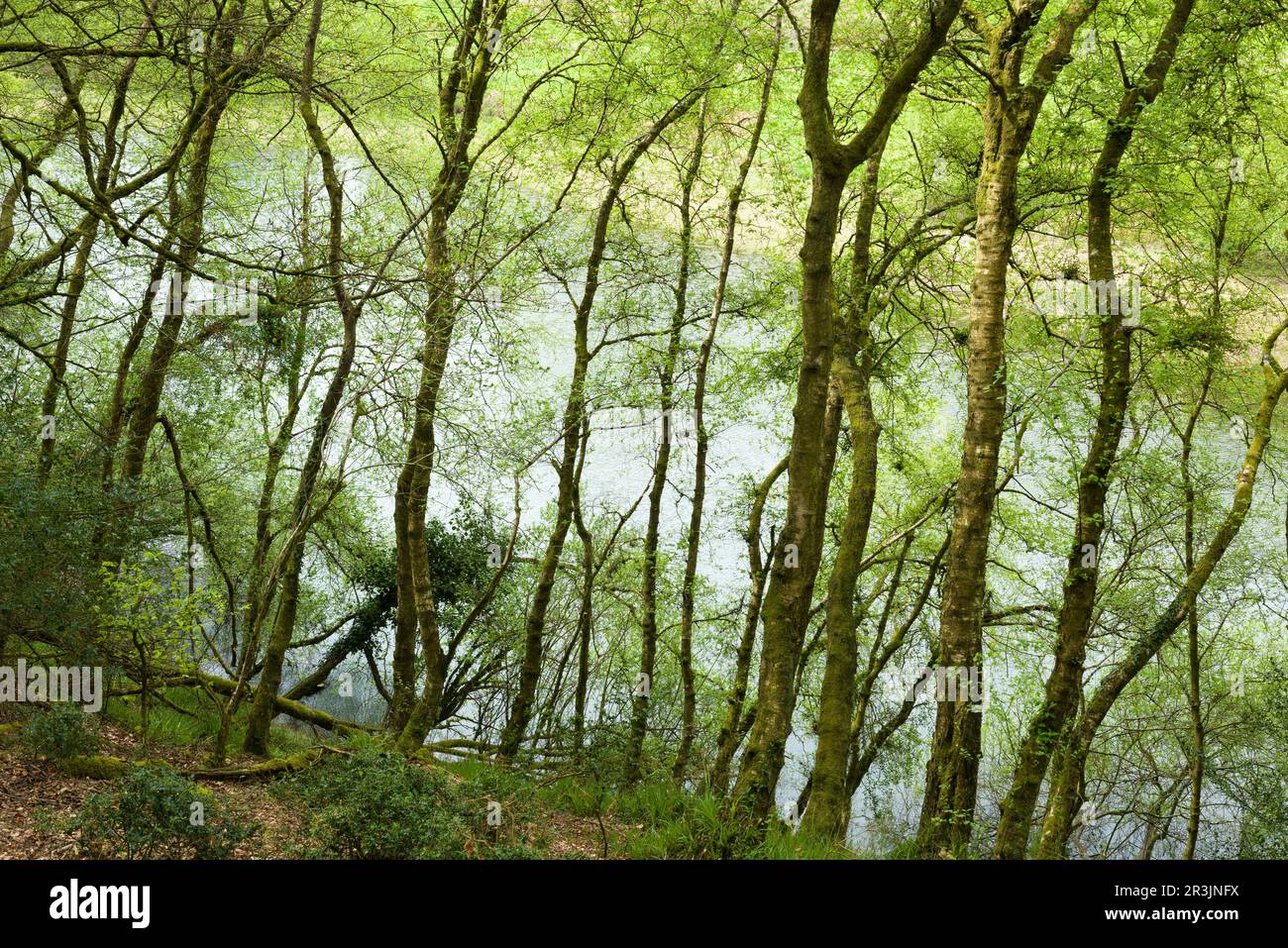 Northern Wood in primavera sopra il lago artificiale Clatworthy nelle colline di Brendon, Somerset, Inghilterra. Foto Stock