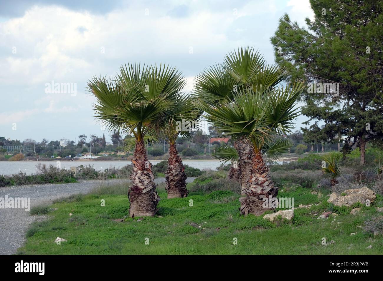 Alberi di palma sulla costa del Lago Salato di Larnaca in bassa stagione turistica nelle giornate nuvolose con focus sulle palme Foto Stock