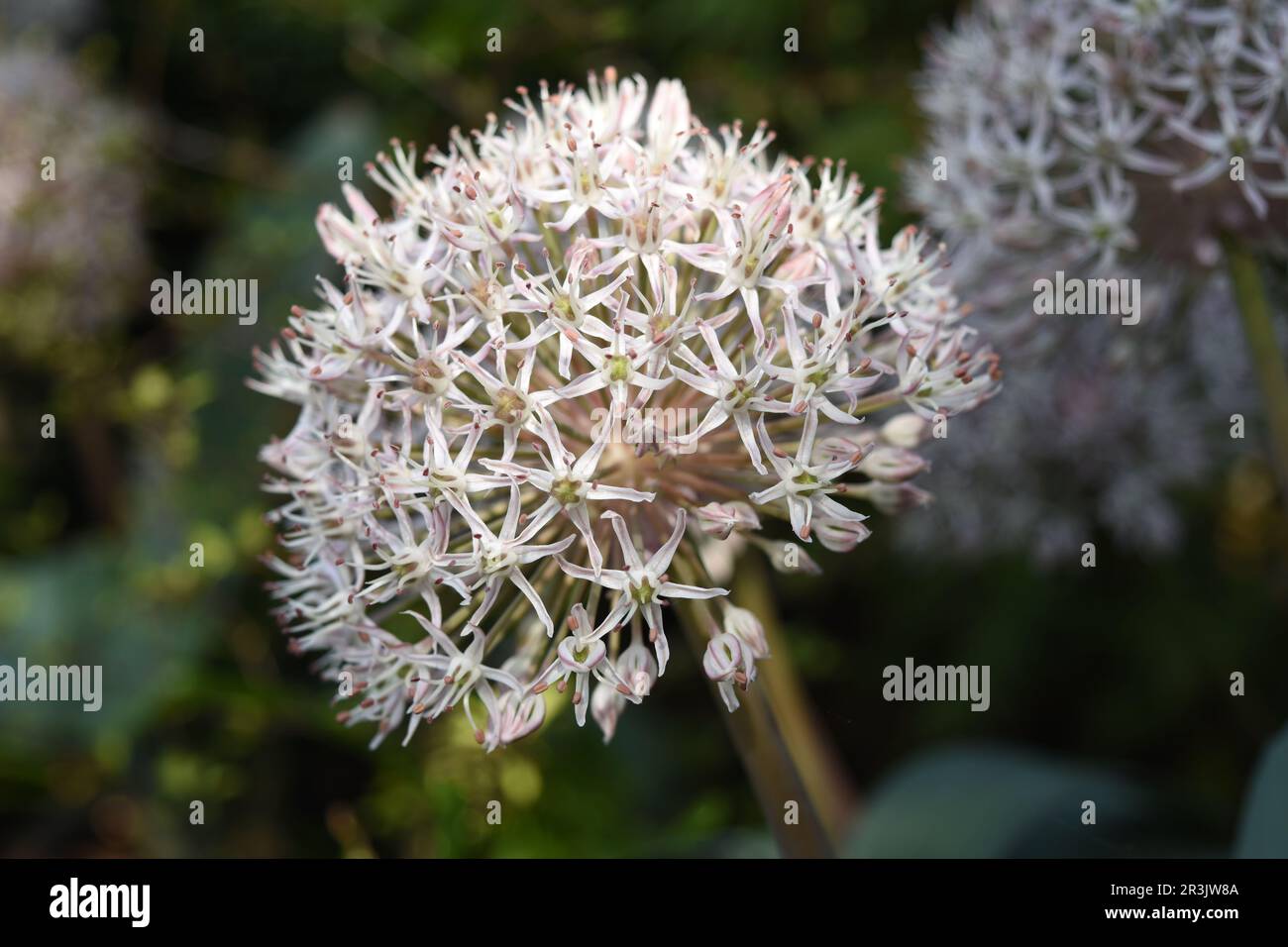 Allium Foto Stock