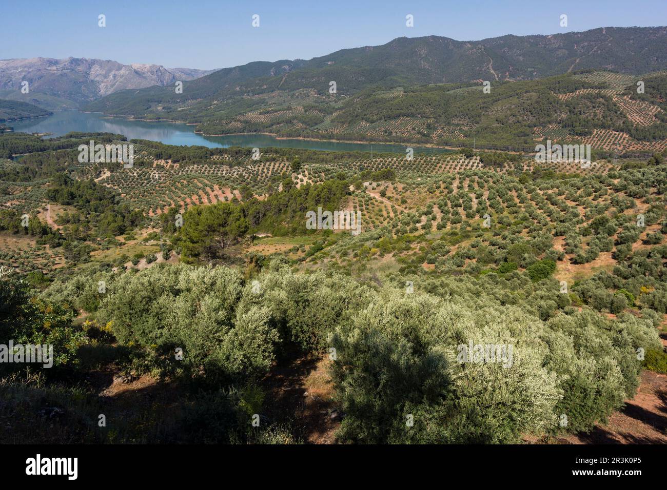 Ulivi, Hornos, parco naturale sierras de Cazorla, Segura y Las Villas, Jaen, Andalucia, Spagna. Foto Stock