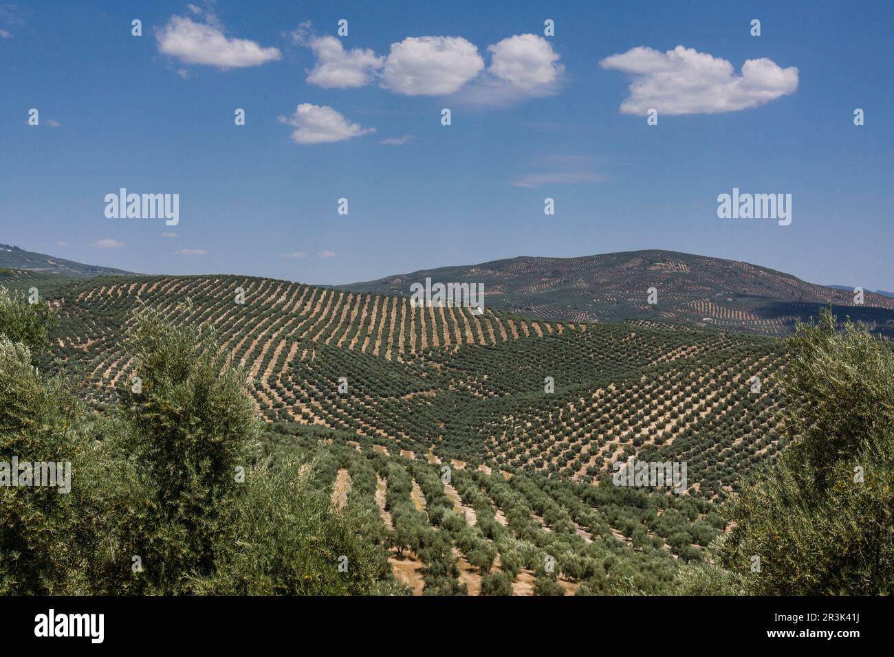 Olivos, Iznatoraf, Loma de Ubeda, provincia de Jaén en la comarca de las Villas, Spagna, Europa. Foto Stock