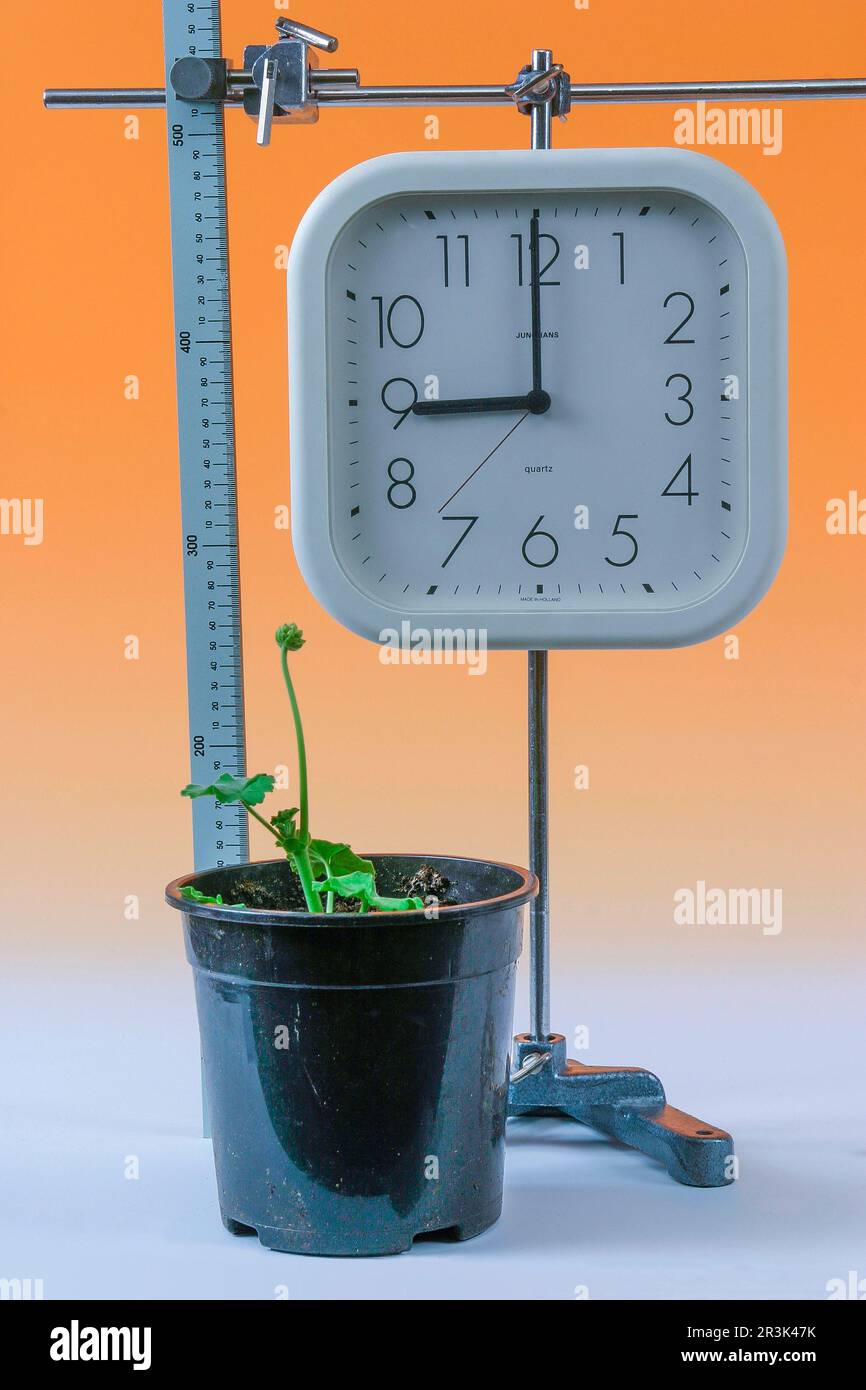 Misurazione della crescita di una pianta nel tempo; ora di inizio: 9:00 (vedere anche 10049257 = ora di fine: 17:00) Foto Stock
