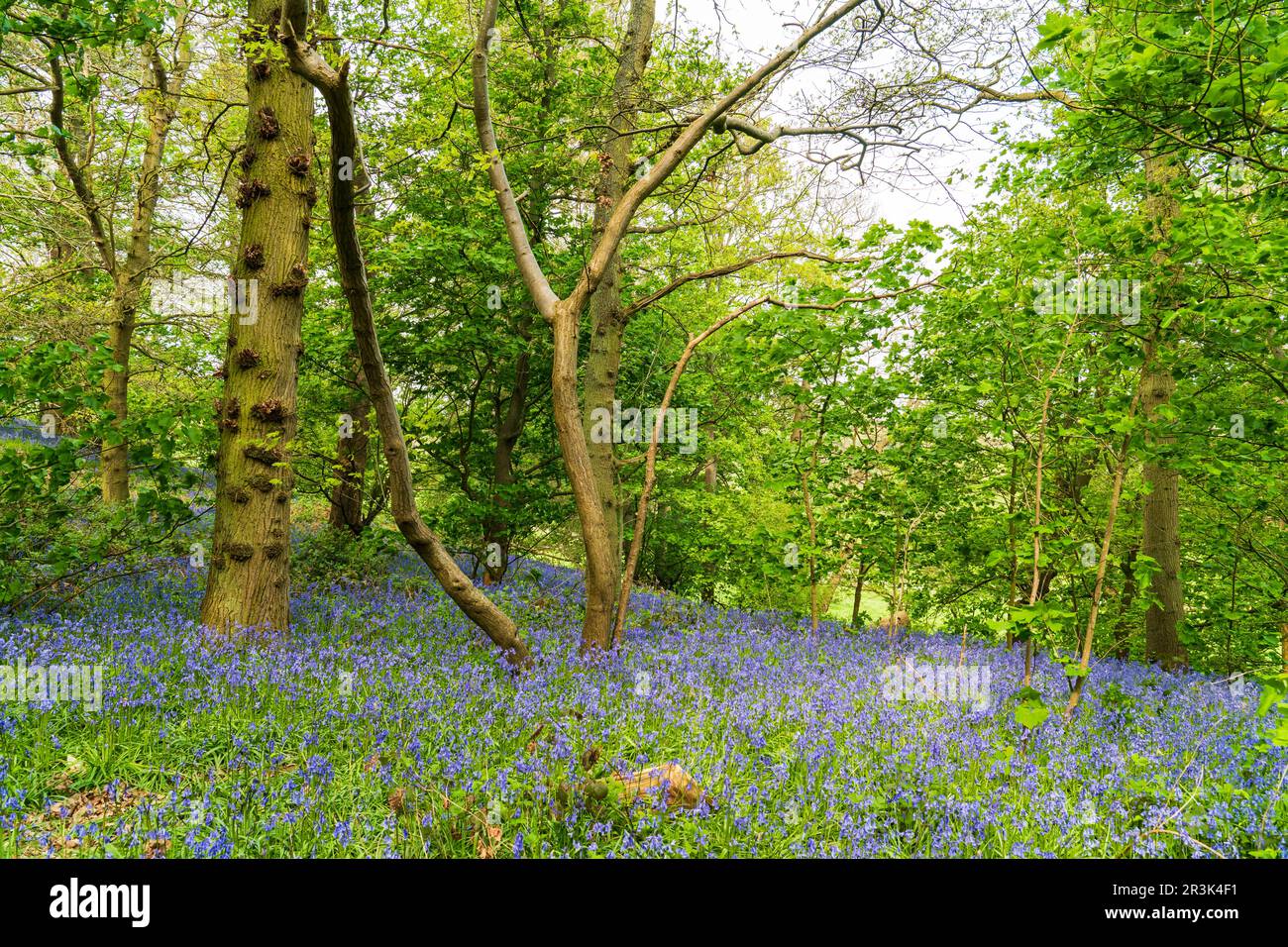 Bluebell comune (Hyacintoides non-scripta) in Woodland in Shropshire, Regno Unito in Sprintime Foto Stock